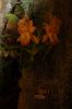 Dresden-Orchideen-Ausstellung-120331-DSC_0208.JPG