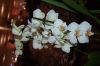Dresden-Orchideen-Ausstellung-120331-DSC_0215.JPG
