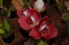 Dresden-Orchideen-Ausstellung-120331-DSC_0337.JPG