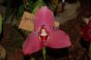Dresden-Orchideen-Ausstellung-120331-DSC_0342.JPG
