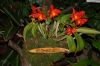 Dresden-Orchideen-Ausstellung-120331-DSC_0363.JPG