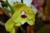 Dresden-Orchideen-Ausstellung-120331-DSC_0380.JPG