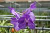 Orchideen-Karge-Dahlenburg-2009-090801-DSC_0014.jpg