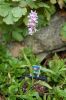 FreilandOrchidee-120614-DSC_0050.JPG