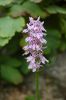 FreilandOrchidee-120614-DSC_0051.JPG