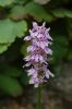 FreilandOrchidee-120614-DSC_0052.JPG