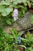 FreilandOrchidee-120614-DSC_0055.JPG
