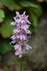 FreilandOrchidee-120614-DSC_0056.JPG