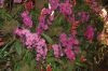 Orchideen-Gruene-Woche-Berlin-2017-170122-DSC_10369.jpg
