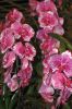 Orchideen-Gruene-Woche-Berlin-2017-170122-DSC_10372.jpg