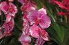 Orchideen-Gruene-Woche-Berlin-2017-170122-DSC_10374.jpg