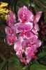 Orchideen-Gruene-Woche-Berlin-2017-170122-DSC_10378.jpg