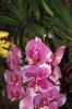 Orchideen-Gruene-Woche-Berlin-2017-170122-DSC_10379.jpg