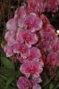 Orchideen-Gruene-Woche-Berlin-2017-170122-DSC_10387.jpg