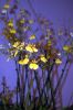 Orchideen-Gruene-Woche-Berlin-2017-170122-DSC_10414.jpg