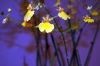 Orchideen-Gruene-Woche-Berlin-2017-170122-DSC_10415.jpg