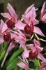 Orchideen-Gruene-Woche-Berlin-2017-170122-DSC_10430.jpg