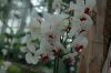 Orchideen-Balinesischer-Garten-Gaerten-der-Welt-Berlin-2017-170727-DSC_2100.jpg