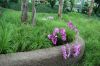 Orchideen-Balinesischer-Garten-Gaerten-der-Welt-Berlin-2017-170727-DSC_2106.jpg